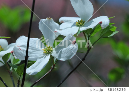 アメリカからの贈物 86163236