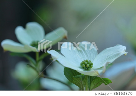 アメリカからの贈物 アメリカからの贈物 86163370