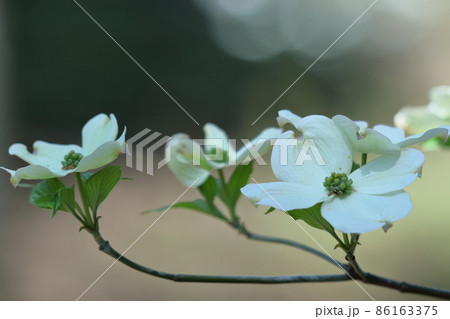 アメリカからの贈物 86163375