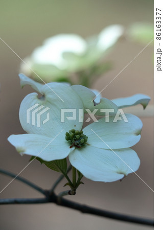 アメリカからの贈物 86163377