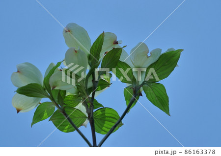 アメリカからの贈物 アメリカからの贈物 86163378