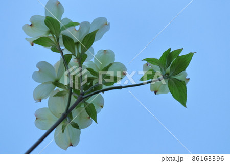 アメリカからの贈物 アメリカからの贈物 86163396