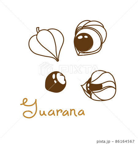 Guarana fruit, guarana nut hand drawn graphics element for packaging design of nuts and seeds or snack. Vector illustration in line art style 86164567
