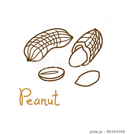 Peanut, groundnut hand drawn graphics element for packaging design of nuts and seeds or snack. Vector illustration in line art style 86164568