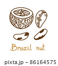 Brazil nut hand drawn graphics element for packaging design of nuts and seeds or snack. Vector illustration in line art style 86164575