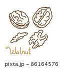 Walnut hand drawn graphics element for packaging design of nuts and seeds or snack. Vector illustration in line art style 86164576
