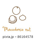 Macadamia nut hand drawn graphics element for packaging design of nuts and seeds or snack. Vector illustration in line art style 86164578
