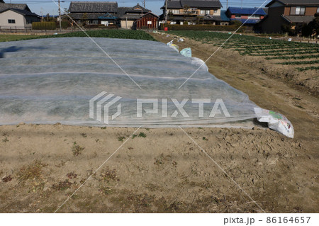 排水が悪いホウレンソウ畑の工夫 86164657