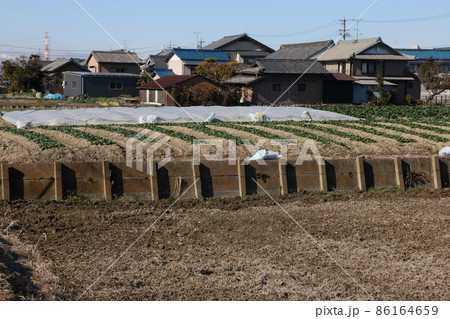 排水が悪いホウレンソウ畑の工夫 86164659