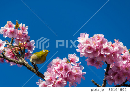 【松田町松田山 満開の河津桜とメジロ】 【松田町松田山 満開の河津桜とメジロ】 86164692