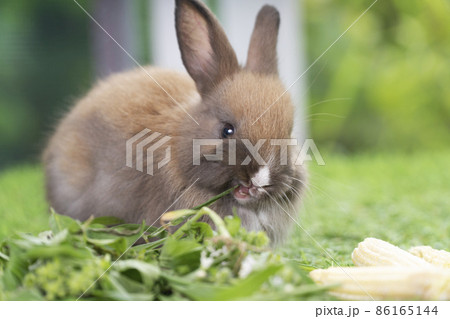 Adorable baby rabbit bunny brown eating fresh vegetable and timothy grass while sitting green grass Adorable baby rabbit bunny brown eating fresh vegetable and timothy grass while sitting green grass 86165144