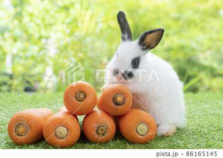 Adorable baby rabbit bunny white black sitting with front orange pile fresh carrot on green grass 86165145