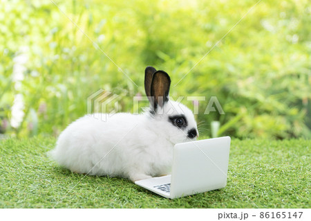 Furry cuddle baby rabbit with small laptop sitting on green grass. 86165147