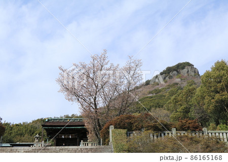 屋島神社にシンボリックに咲く桜 屋島神社にシンボリックに咲く桜 86165168