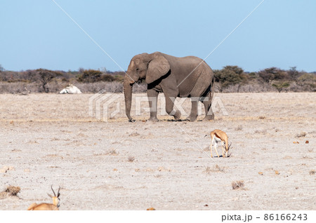 A Solitary Male Elephant Walking across the Plains of Etosha National Park A Solitary Male Elephant Walking across the Plains of Etosha National Park 86166243