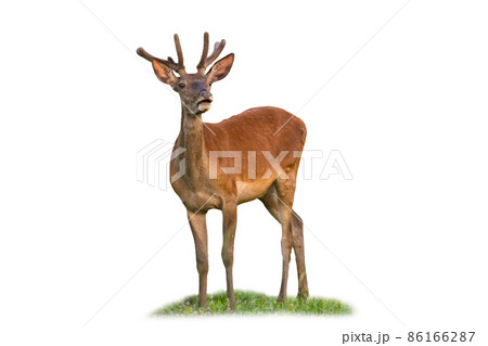 Curious red deer standing on grass isolated on white background 86166287