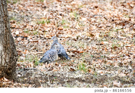冬の公園で身を寄せ合うキジバト 86166556