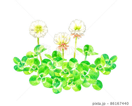 シロツメクサ クローバー のイラスト 春の草花の手描き水彩イラスト素材のイラスト素材