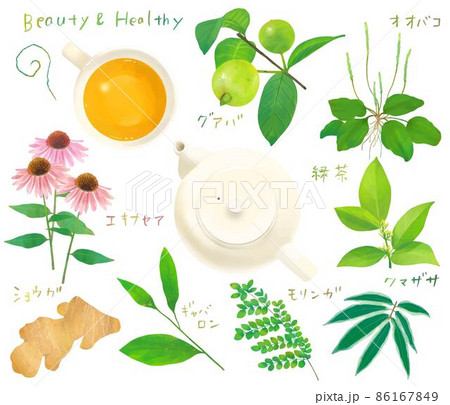 リラックスと健康と美容のための植物の葉の健康茶とティーカップのセットイラスト素材 86167849