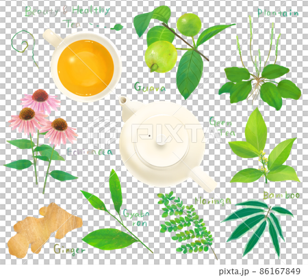 リラックスと健康と美容のための植物の葉の健康茶とティーカップのセットイラスト素材 86167849