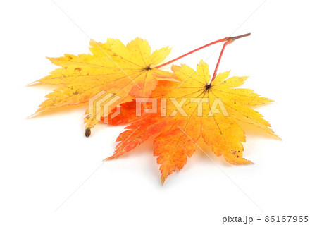 Autumn maple leaf Autumn maple leaf 86167965
