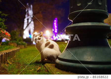 夜の街の猫の写真素材 [86168622] - PIXTA