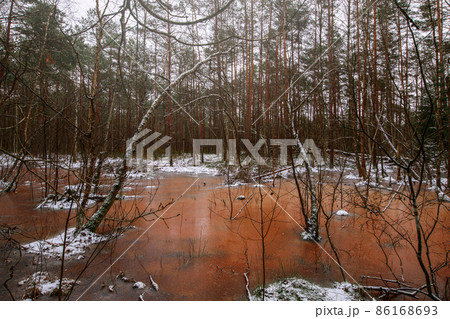 Frozen swamp in winter with plants, fallen trees and autumn leaves in frozen water in wetland environment. Close up of frozen swamp surface in winter time. Unusual orange surface from autumn leaves. 86168693
