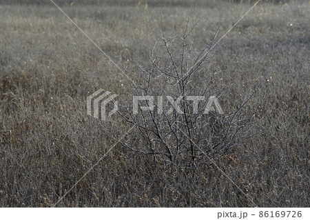 小田代ヶ原 86169726