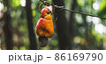 The cashew apple fruit ripens on the tree in the tropics. 86169790