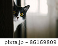 Funny black and white tuxedo cat looking at camera from the shelf. 86169809