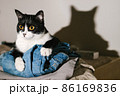 Funny black and white tuxedo cat looking at camera from a pile of clothes with her tongue. 86169836