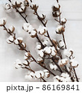 Branch of white cotton on a white background. 86169841