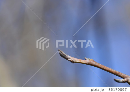 Tulip tree Tulip tree 86170097