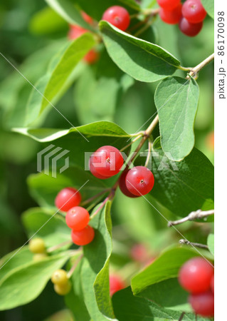 Blue-leaf honeysuckle 86170098