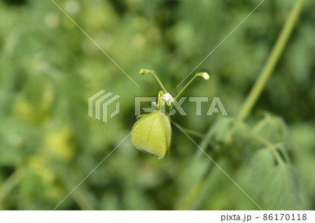 Balloon vine 86170118
