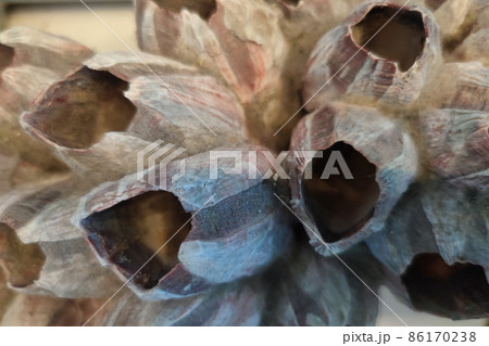 big bernacles Thoracica Darwin crustaceans detail 86170238
