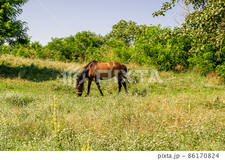 Beautiful wild brown horse stallion on summer flower meadow 86170824