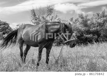 Beautiful wild horse stallion on summer flower meadow 86170842