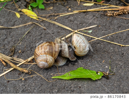 Big garden snail in shell crawling on wet road 86170843