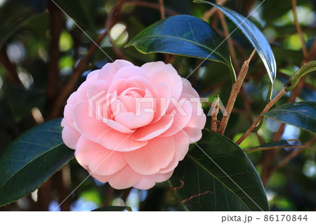 八重咲の椿　椿の花 86170844