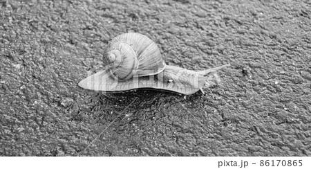 Big garden snail in shell crawling on wet road hurry home Big garden snail in shell crawling on wet road hurry home 86170865