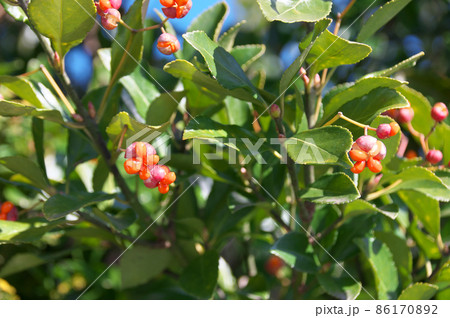 マサキの実 86170892
