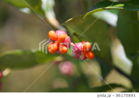 マサキの実 86170893