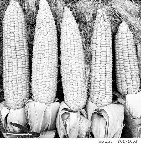 Photography to theme beautiful vegetable cob corn Photography to theme beautiful vegetable cob corn 86171093