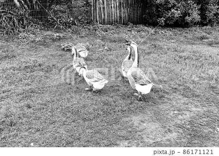 Family of white animals goose gander go to drink water Family of white animals goose gander go to drink water 86171121