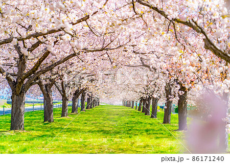 千曲川桜堤の桜並木 八重桜【長野県】 千曲川桜堤の桜並木 八重桜【長野県】 86171240
