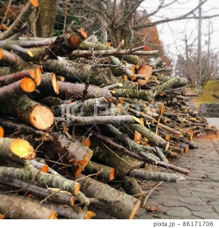 伐採した木の枝を保管する場所 伐採した木の枝を保管する場所 86171706