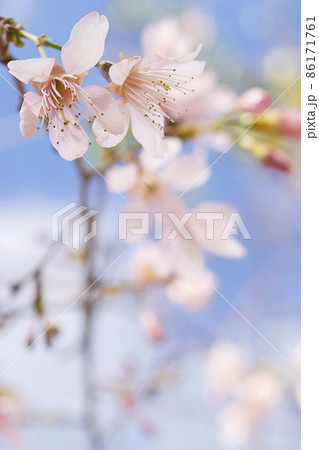 Wild himalayan cherry on tree blue sky background Wild himalayan cherry on tree blue sky background 86171761