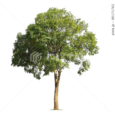 big tree isolate on white background big tree isolate on white background 86171762