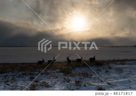 野付半島　夕日とエゾシカの群れ 86171817